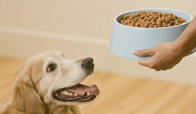 狗狗不吃狗粮怎么办？这5个办法可以帮你解决