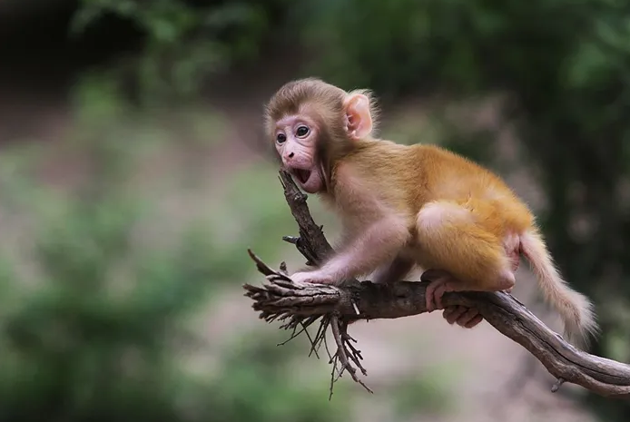 日本袖珍石猴长什么样？这种家庭宠物好养吗？
