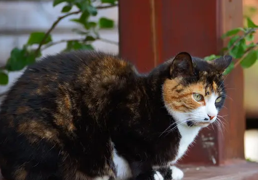三色猫为什么是幸运猫？原来是这样