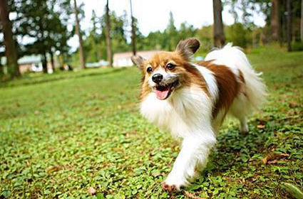 蝴蝶犬吃什么零食？铲屎官来了解一下吧