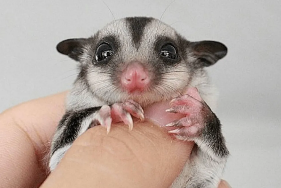 为什么说蜜袋鼯玻璃心？原因很简单