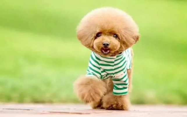 索来多养宠经验分享，狗狗体外驱虫不踩雷