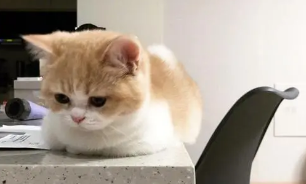 野猫和家猫的区别是什么,注意这几点就可以区分 野猫和家猫的区别是什么,注意这几点就可以区分