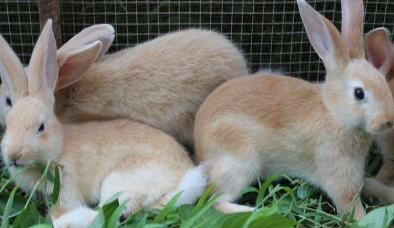 太行山兔多少钱一只，想养的来看看吧