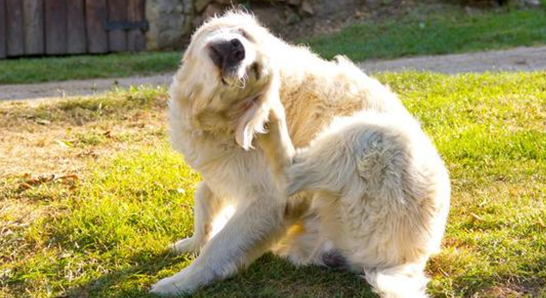 狗狗经常挠耳朵怎么办?快来get一下方法 狗狗经常挠耳朵怎么办?快来get一下方法