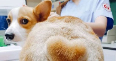 柯基犬第一次例假量大吗？来看看