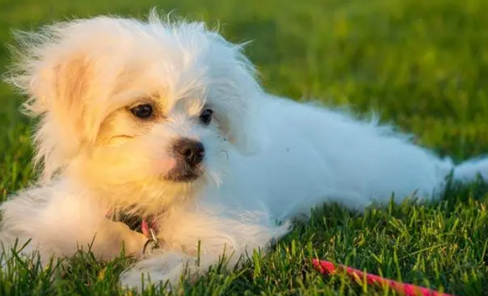 狗会放屁么？为何不可以