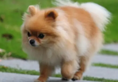 小狗喝自己尿怎么回事?一文为你解惑! 小狗喝自己尿怎么回事?一文为你解惑!