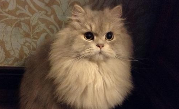 金吉拉的缺点和优点是什么？铲屎官快来看