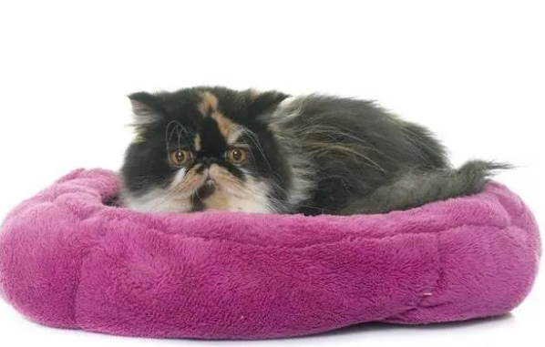 猫咪来新家，猫窝有哪些选购要求，给喵喵一个舒适的家