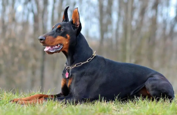 杜宾犬是大型犬吗，是怎么界定大型犬的？