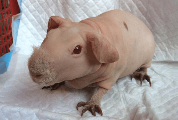 不想养只“小麻烦”，那就先学习一下无毛豚鼠的训练技巧吧