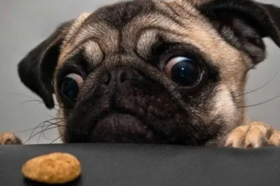 一定要控制狗狗零食的量，不然会影响食欲