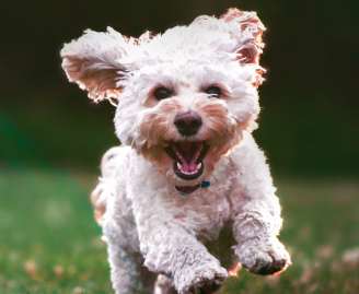 泰迪怕冷还是怕热，养狗的你知道吗？