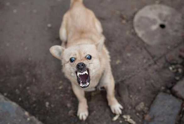 刚出生的狗会有狂犬病吗？可能出现，记得预防