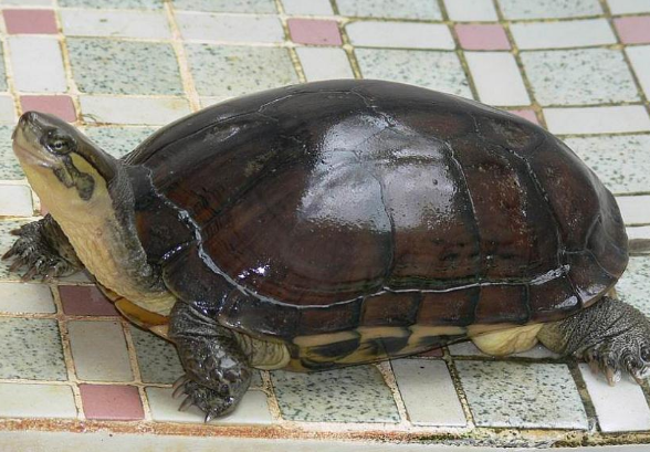 石金钱龟吃什么蔬菜和水果？想知道就看下文吧