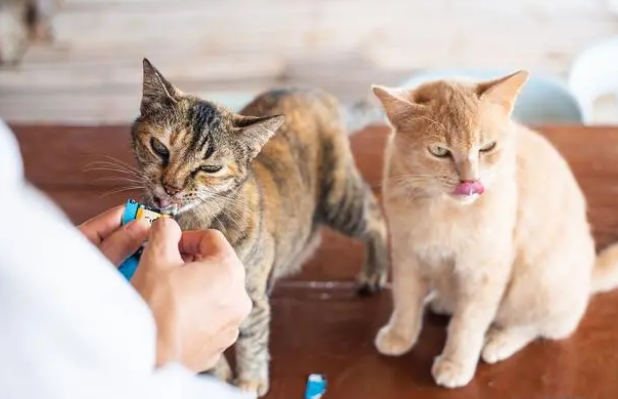 为猫咪馋嘴买单，猫零食口味丰富形态多样