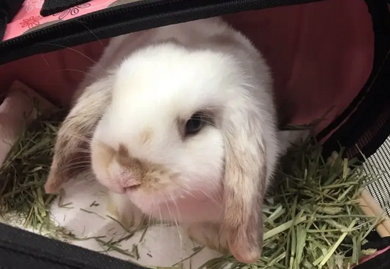 荷兰兔喂养技巧，看这就够了！