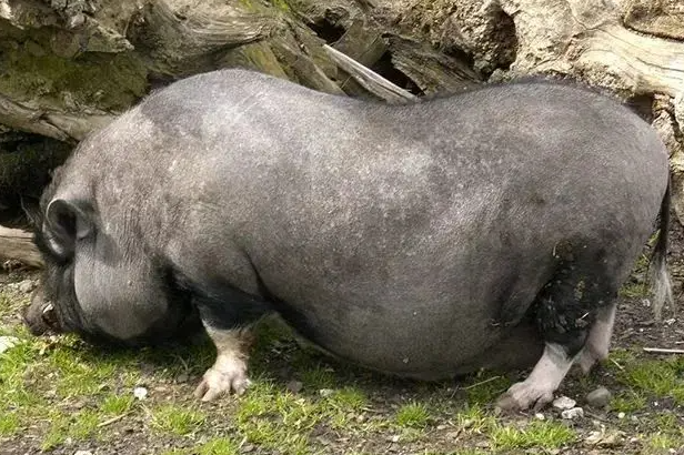 新手必看:越南大肚猪怎么养? 新手必看:越南大肚猪怎么养?