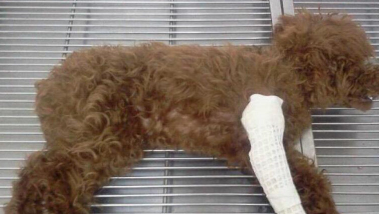 狗扭伤和骨折的区别，看完你就知道了~