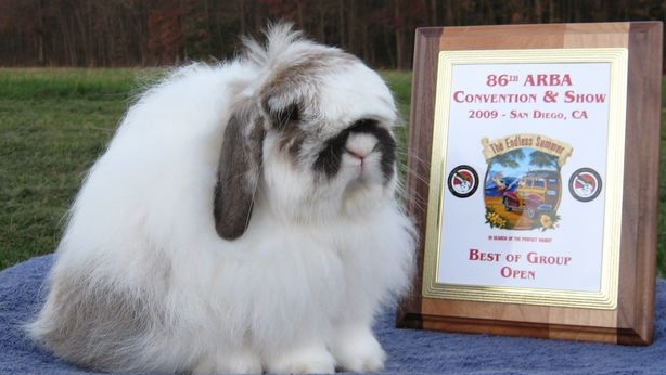 美国长毛垂耳兔在家怎么饲养，这份攻略值得get