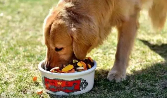 狗粮会对狗狗带来危害,很多人都被蒙在鼓中 狗粮会对狗狗带来危害,很多人都被蒙在鼓中