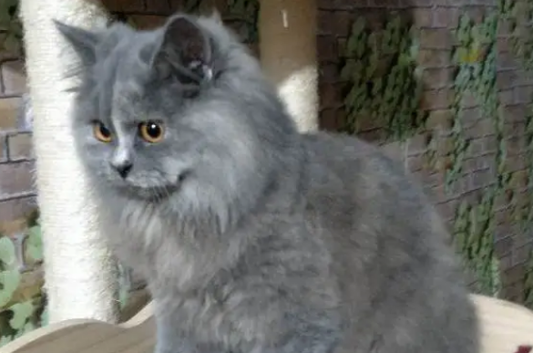 来了解一下高地猫的基因缺陷！