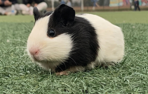 带你了解：荷兰猪不吃东西没有精神怎么办？