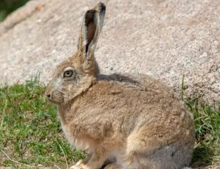 灰尾兔的价格是多少，想养的来看看吧