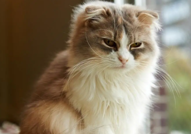 怎么才能让猫不到床上来，铲屎官一定要清楚