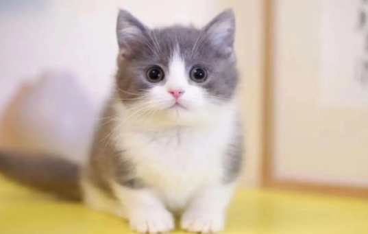 矮脚猫多少钱一只?价格贵不贵? 矮脚猫多少钱一只?价格贵不贵?