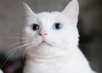 养猫能喷花露水吗？快来看看这篇文章！