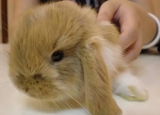 宾尼垂耳兔饲养方法，想看的过来