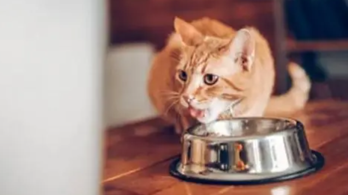 成年猫吃幼猫粮？这些危害你知道吗？