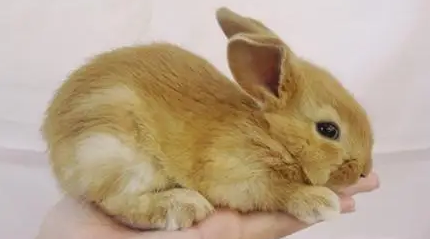 福建黄兔寿命多长？主人来看看吧