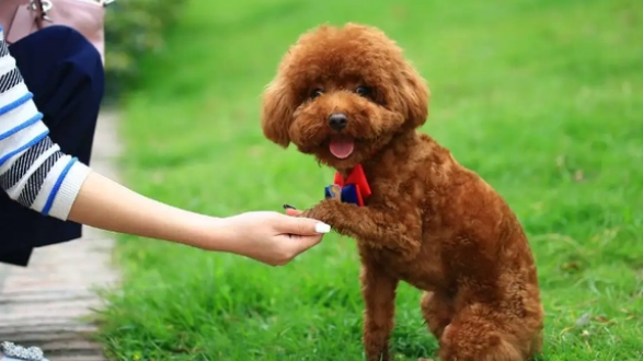 训练2个月的狗狗买什么零食