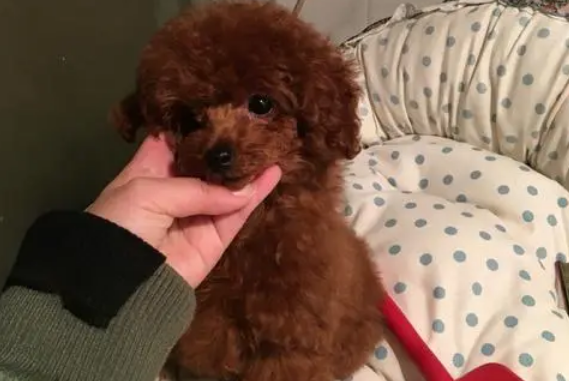 看完你就知道长嘴泰迪和短嘴泰迪的区别在哪里了