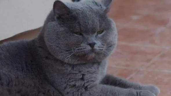 不同品种的猫生下小猫会怎么样，快进来看看吧