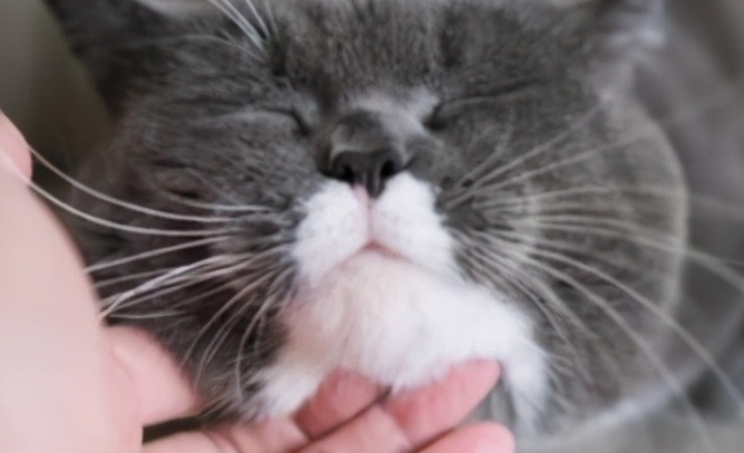 猫为什么喜欢被挠下巴?猫为什么喜欢被挠下巴?铲屎官快来看 猫为什么喜欢被挠下巴?猫为什么喜欢被挠下巴?铲屎官快来看