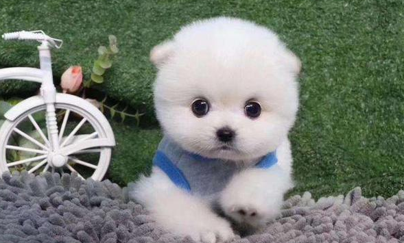 一只茶杯犬的寿命有多长？还得看你怎么养