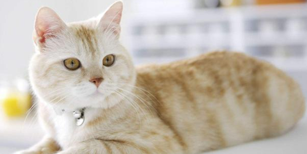 小母猫发情了，主人应该怎么做？