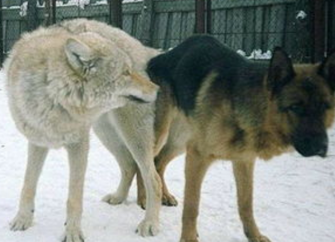 狼和狗能繁育后代吗？说了别不信
