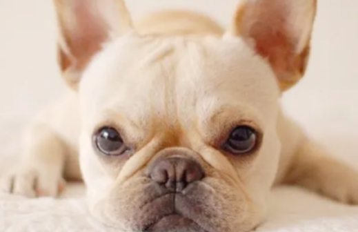 短体法斗为什么这么贵？是什么原因