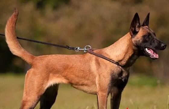 马犬胆小是什么原因，如何改善呢？