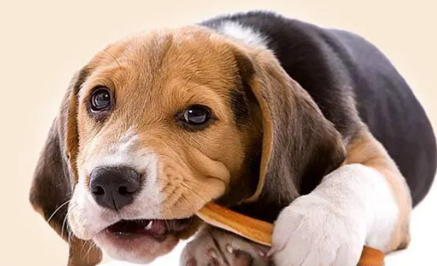 给狗狗吃零食的注意事项，速来看！