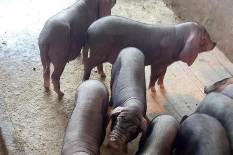 不清楚太湖母猪的价格多少？来这了解