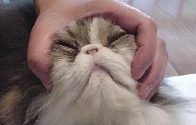 猫不吃东西怎么办？这样挑选猫粮很重要！