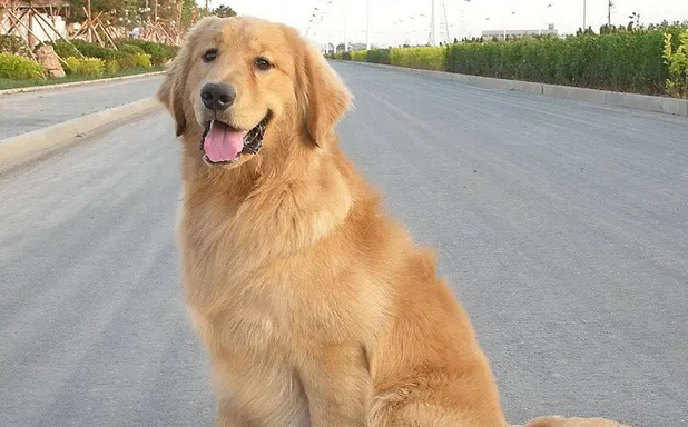 为什么狗狗拉屎软黄？速来查看