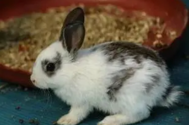 你们说英国斑点兔有没有味道？