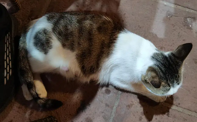 猫拿尾巴蹭人是什么意思?它可能在表达这几种情绪 猫拿尾巴蹭人是什么意思?它可能在表达这几种情绪